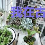 我在古代替弟充军