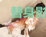 替身影后惹不起程亦谦