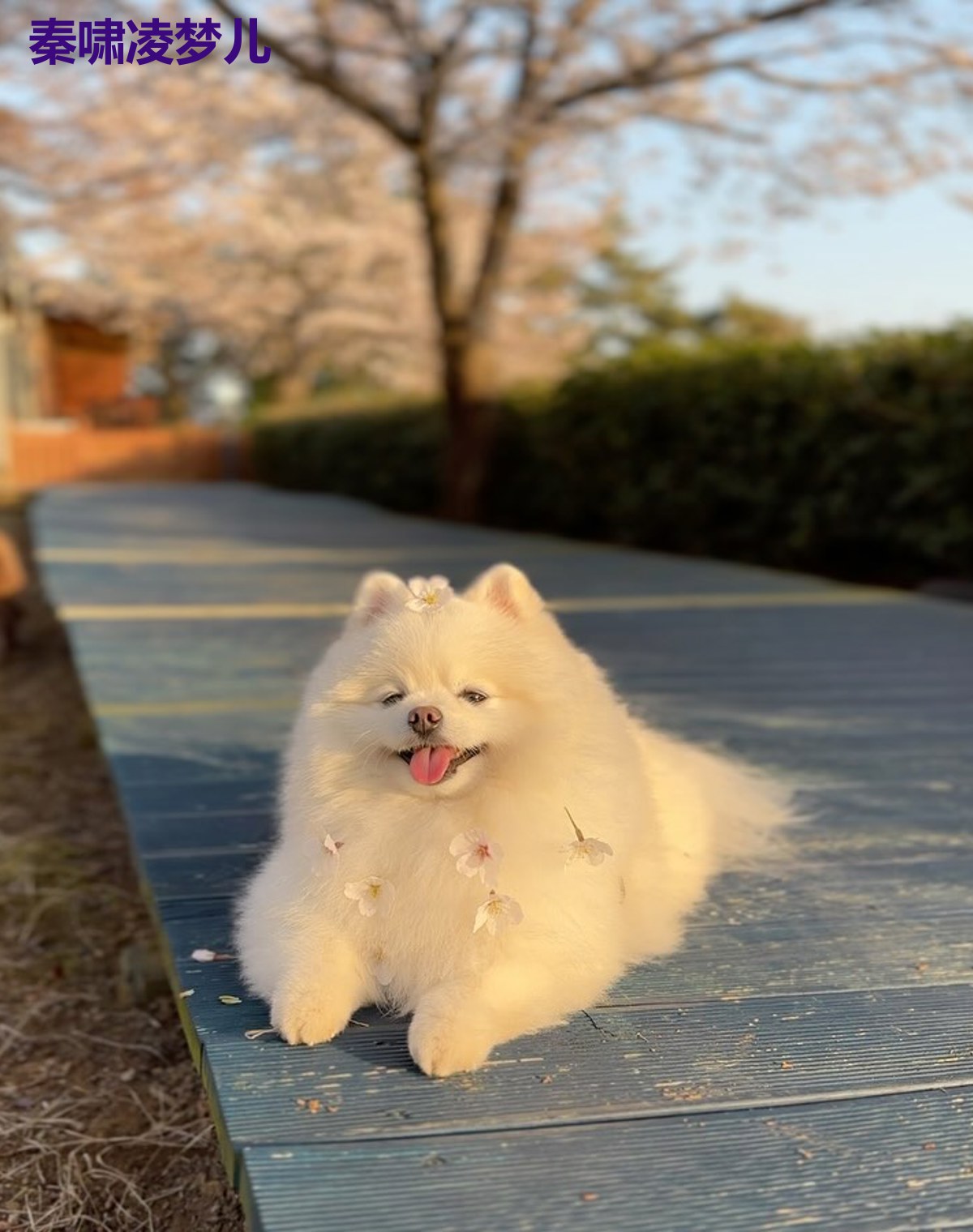 秦啸凌梦儿