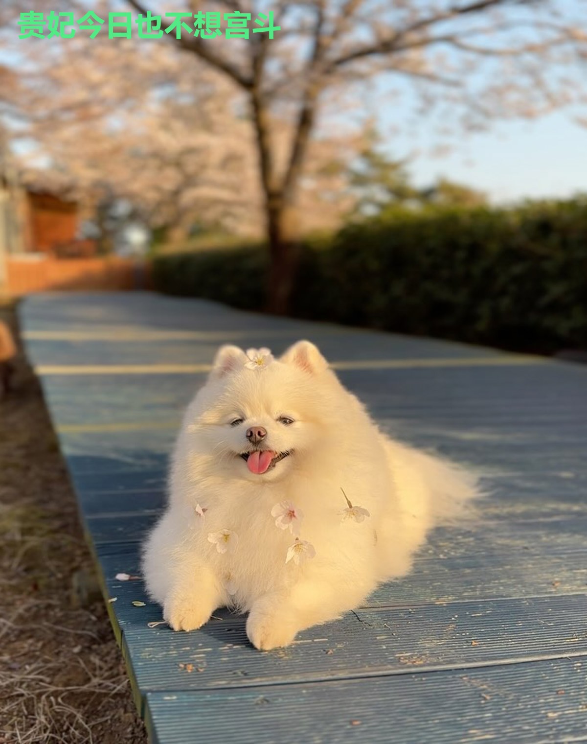 贵妃今日也不想宫斗