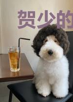 贺少的替嫁新娘